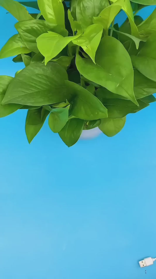 Portable Mini Washing Machine